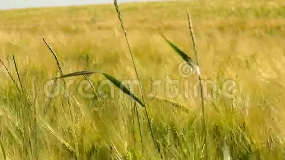 阳光下的麦田微风下的运动前景上的稻草视频的预览图