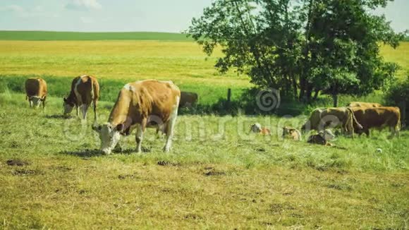 绿色草地上有白色和棕色的奶牛牧场黄色草地和背景树视频的预览图