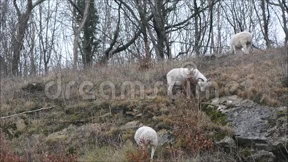 威尔特郡角羊在陡峭的山坡上放牧视频的预览图