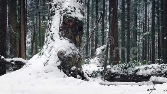 在大雪中穿过巨大的老树视频的预览图