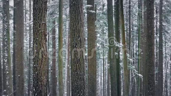 冬天的树木伴随着雪花的飘落视频的预览图