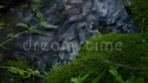 苔藓生长在小溪附近的饮用水中视频的预览图