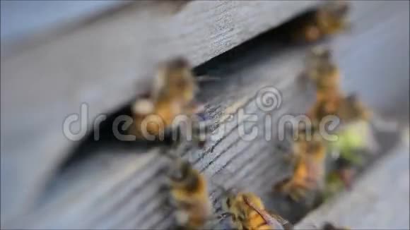 蜜蜂蜜蜂蜜蜂蜜蜂从蜂巢飞来飞去视频的预览图