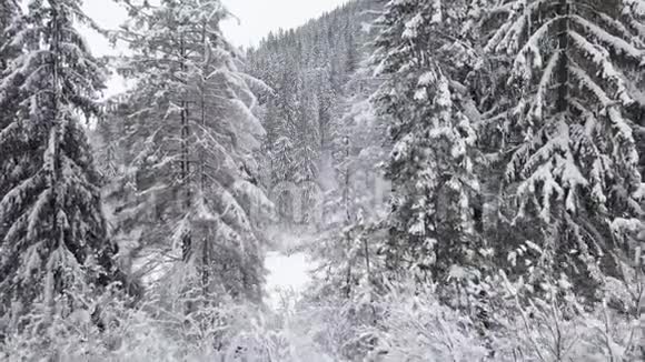 飞越雪山针叶林恶劣的霜冻天气视频的预览图