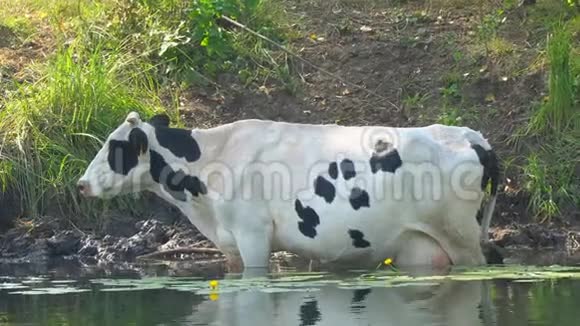 在炎热的日子里牛站在水里视频的预览图