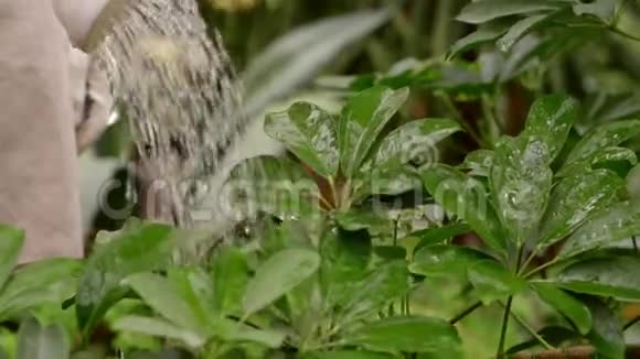 园丁正在用浇水罐给植物浇水视频的预览图