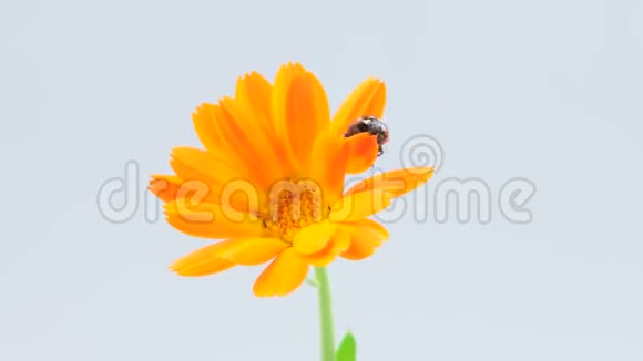 瓢虫从橙花中起飞包括慢动作版视频的预览图