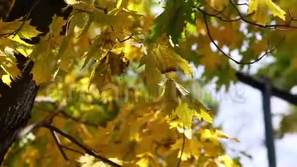 阳光明媚的秋日黄枫叶泛射视频的预览图