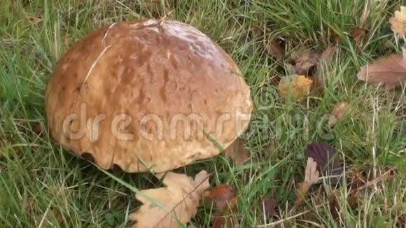 草地上的棕色蘑菇视频的预览图