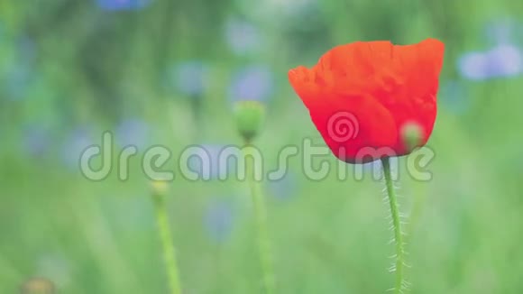 单瓣红色野生郁金香和一些花蕾随风而动背景为紫罗兰色的花朵视频的预览图