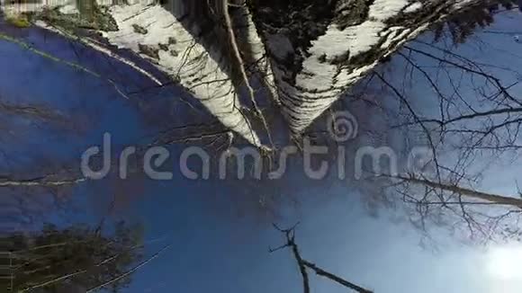春天森林里的大白桦树从下面和摄像机旋转4K视频的预览图