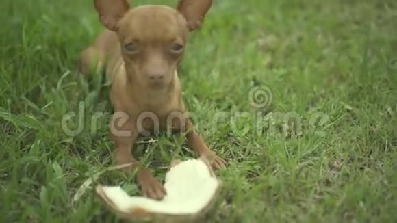 用椰子可爱的姜小狗视频的预览图