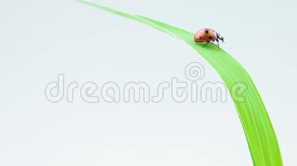 瓢虫从绿草中起飞包括慢动作版视频的预览图