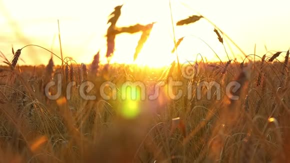 日落背景下的麦田成熟的小麦准备收割收获和收获金色的麦田视频的预览图