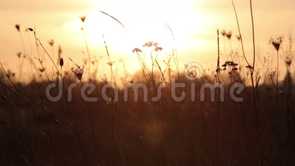 田野里高高的小草夕阳西下视频的预览图