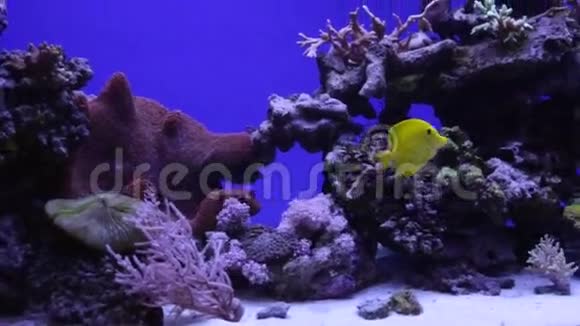 五颜六色的水族馆展示了不同颜色的鱼类游泳视频的预览图