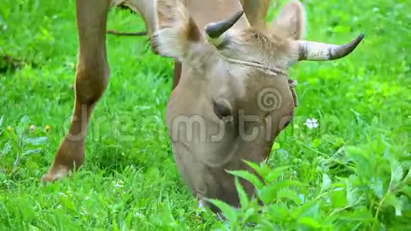 4K盘拍摄了一头牛在绿草地上放牧视频的预览图