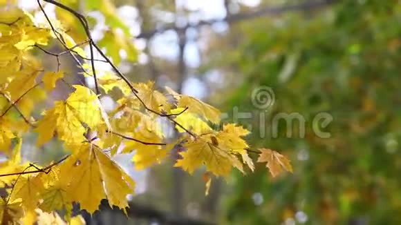 阳光明媚的秋日绿色和黄色的枫叶平底锅视频视频的预览图