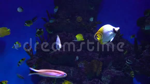 许多不同的鱼漂浮在蓝色背景下的巨大水箱中4K视频的预览图
