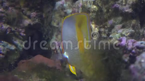 扁平的条纹蝴蝶鱼漂浮在水中靠在岩石上4K视频视频的预览图