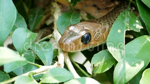 热带雨林中的印度支鼠蛇视频的预览图