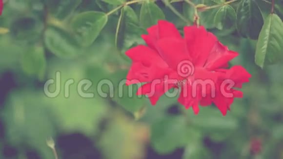 美丽的红玫瑰特写在风中缓慢移动绿叶在背景上视频的预览图