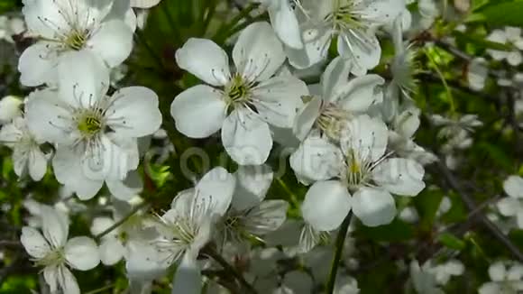 花树樱花枝迎风盛开关闭静态摄像机的录像视频的预览图