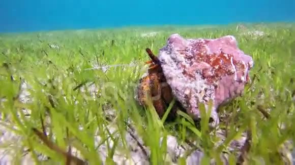 隐蟹Pagurussp在它的外壳里马尔代夫视频的预览图