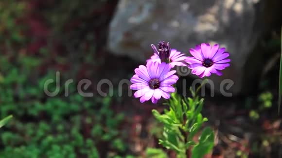 以绿色为背景的美丽紫色菊花视频的预览图
