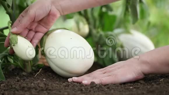 茄子白色植物双手打理菜园视频的预览图