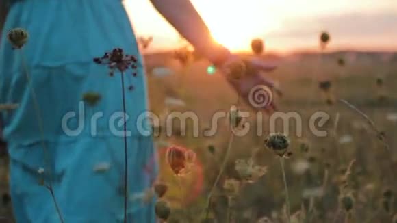 年轻女子在夕阳下触摸草地视频的预览图