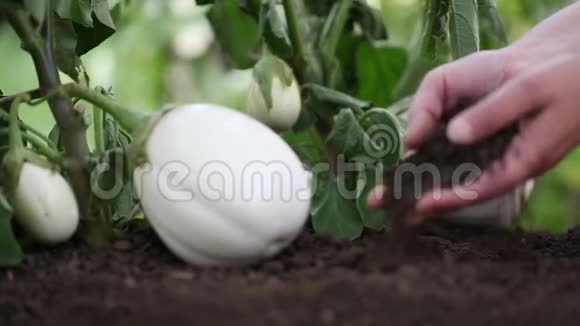 茄子白色植物双手打理菜园视频的预览图