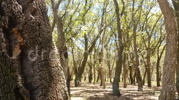 软木橡树森林夏日视频的预览图