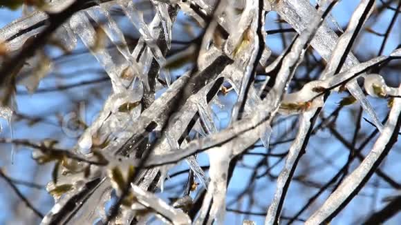 春天的霜冻春天的树被冰覆盖着视频的预览图