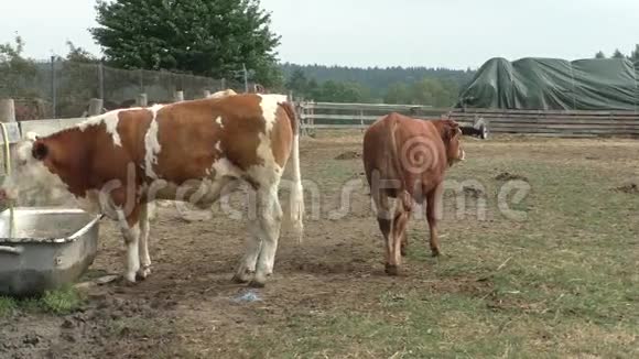 一个大牧场上的动物视频的预览图
