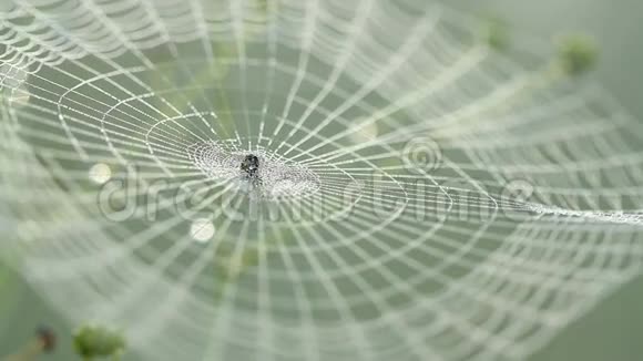 蜘蛛坐在蜘蛛网上滴着水滴视频的预览图