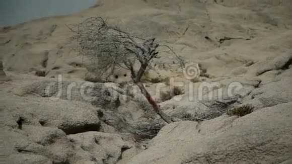靠近岩石地带干燥的树木视频的预览图