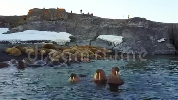 海象和人们环保主义者在北冰洋海岸的直升机航空视野视频的预览图