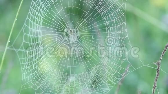 蜘蛛坐在蜘蛛网上滴着水滴视频的预览图