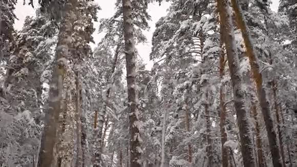 令人难以置信的美丽白雪覆盖的森林松树顶部冬天树枝上绿针相机移动视频的预览图
