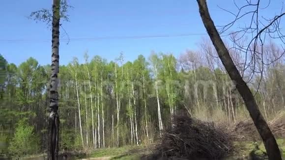 春天的阿甘库尔斯克森林中的绿色森林视频的预览图