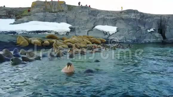 海象和人们环保主义者在北冰洋海岸的直升机航空视野视频的预览图