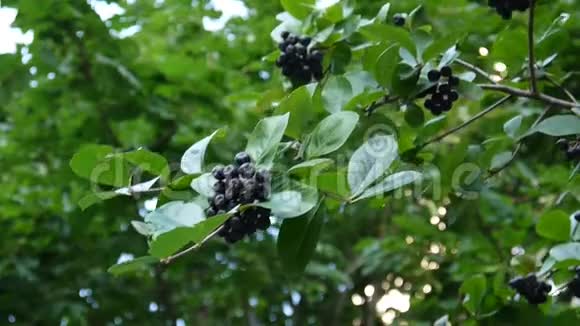 黑色龙葵枝上成熟的浆果视频的预览图