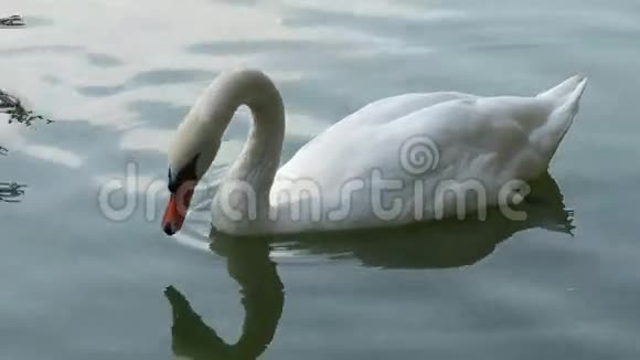 白天鹅靠近湖边视频的预览图