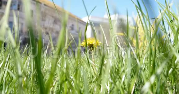高大的茂盛的草地和街道建筑中的一朵黄色的小丹德林花视频的预览图
