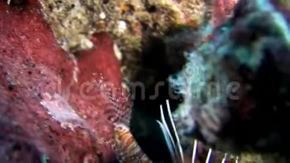 马尔代夫海底背景下红色的蝎子鱼狮子鱼视频的预览图
