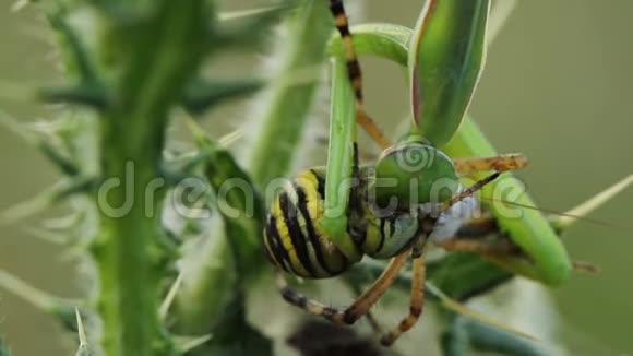 祈祷螳螂吃黄蜂蜘蛛视频的预览图