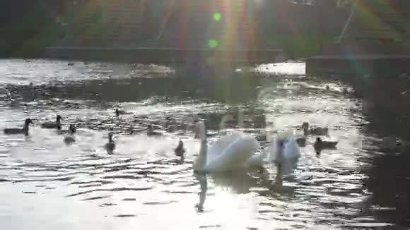 白色天鹅在冰冻的湖面上游泳靠近冰的蓝色水面上的鸟视频的预览图