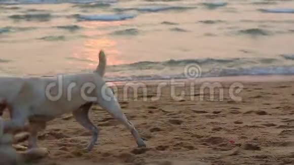 两只小狗在沙滩上玩耍视频的预览图