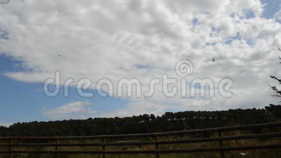 燕子鸟在天空中飞翔视频的预览图